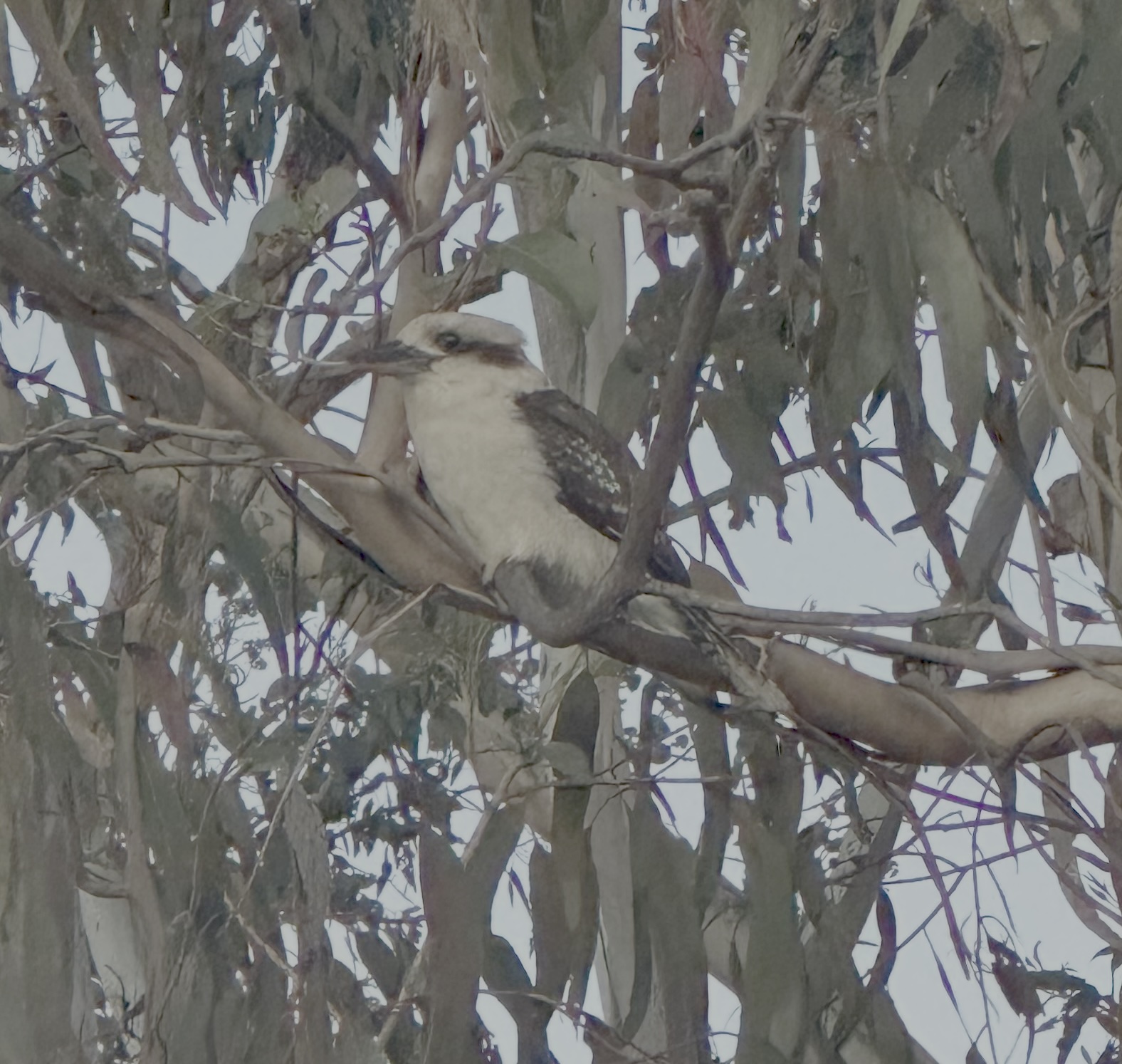 assets/kooka.jpeg