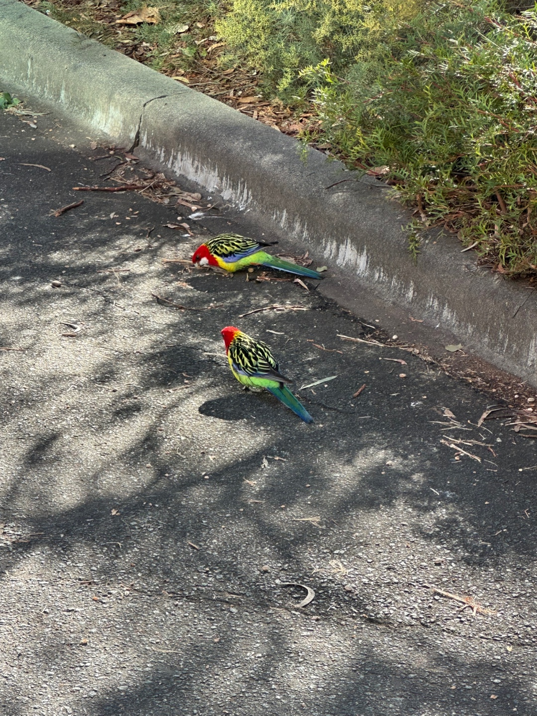 assets/parrot0.jpeg